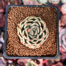 Echeveria 'Herbion' 1" Succulent Plant