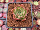 Echeveria 'Bordeaux' 1" Succulent Plant