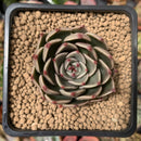 Echeveria Agavoides 'Rudolph' 2" Succulent Plant