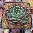 Echeveria 'Nanahukumini' 2"-3" Succulent Plant