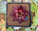 Echeveria Agavoides 'Luming' 3" Succulent Plant