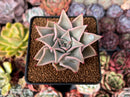 Echeveria 'Madiba' 2"-3" Cutting Succulent Plant