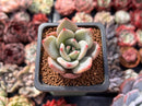 Echeveria 'White Champaign' 1" Succulent Plant