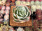 Echeveria 'Ace Pink' Variegated 3" Succulent Plant