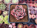 Echeveria 'Charlotte' 2" Succulent Plant