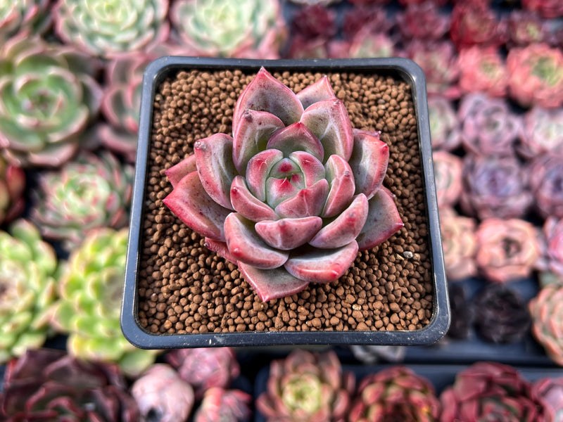 charlotte succulents Echeveria 'Charlotte' 2" Succulent Plant