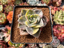 Graptopetalum 'Bainesii' Variegated 3" Succulent Plant
