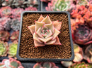 Echeveria 'Madiba' 1" Succulent Plant