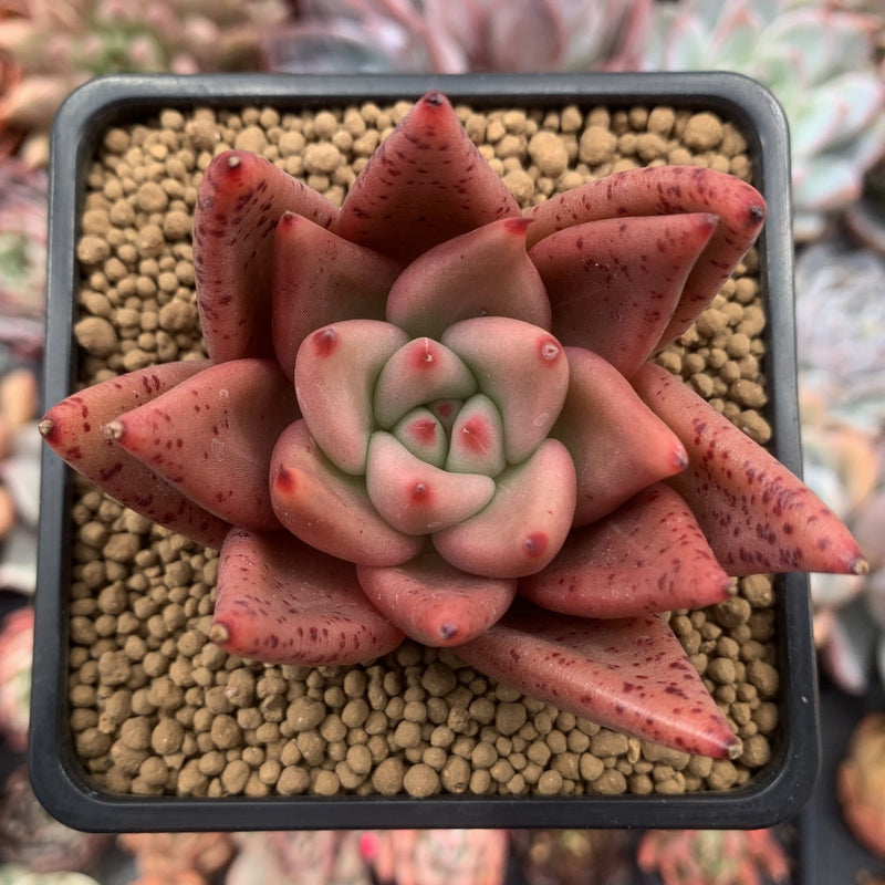succulent planet Echeveria Agavoides 'Planetary Stars' 3" Succulent Plant – True Succulents  Plant Co