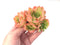 Echeveria Agavoides 'Raja' Cluster 3" Succulent Plant