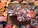 Echeveria 'Esther' Crested 3" Succulent Plant
