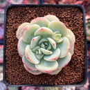 Echeveria 'Pudgy' 2" Succulent Plant