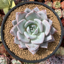 Echeveria 'Purple Giant' 4"-5" Powdery Succulent Plant