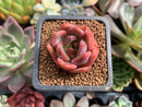 Echeveria 'Salmon' 1" Succulent Plant
