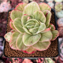 Echeveria Agavoides 'Raja' Variegated' 3" Succulent Plant