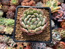 Echeveria 'Sarahime x 'Minima' New Hybrid 2" Succulent Plant