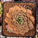 Echeveria 'Roman' Lightly Variegated 3" Cluster Succulent Plant