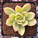Echeveria 'Golden Glow' Variegated 2" Succulent Plant