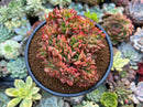 Echeveria 'Yanggishima' 4" Crested Succulent Plant