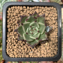Echeveria Agavoides 'Sarabony' 1" Succulent Plant