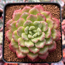 Echeveria 'Christmas Carol' 3" Succulent Plant