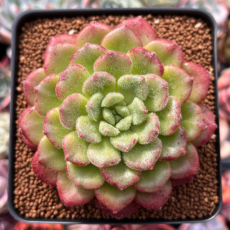 christmas cheer succulent Echeveria 'Christmas Carol' 3
