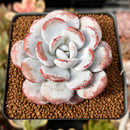 Echeveria 'Laui' 2" Powdery Succulent Plant