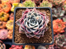 Echeveria 'Pink Spot' 2" Succulent Plant