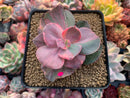 Echeveria 'Suyon Frill' Variegated 3" Succulent Plant