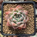Echeveria 'Colby' 2" Succulent Plant