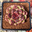 Echeveria Selected Hybrid 2" Succulent Plant