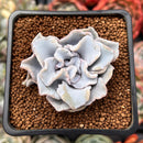 Echeveria 'Crispate Beauty' 1"-2" Powdery Succulent Plant