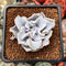 Echeveria 'Crispate Beauty' 1"-2" Powdery Succulent Plant