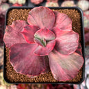 Echeveria 'Suyon Frill' Variegated 3" Succulent Plant