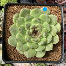 Echeveria Agavoides 'Amethyst' 3"-4" Succulent Plant