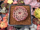 Echeveria 'Minima' 1" Succulent Plant