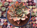 Echeveria Agavoides sp. Succulent Plant