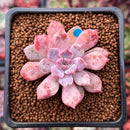 Echeveria 'Devolution' 1"-2" New Hybrid Succulent Plant