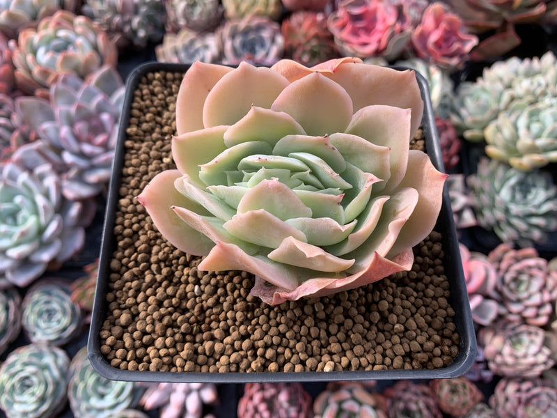 succulent runners Echeveria 'Blade Runner' Crested 3" Rare Succulent Plant