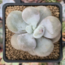 Pachyphytum 'Oviferum' sp. 2" Succulent Plant
