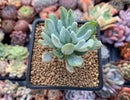 Pachyveria 'Roly-Poly' variegated 2" Succulent Plant