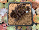 Echeveria 'Blackbird' Cluster 1"-2" Succulent Plant