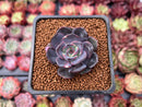 Echeveria 'Black Tan' 1" Succulent Plant
