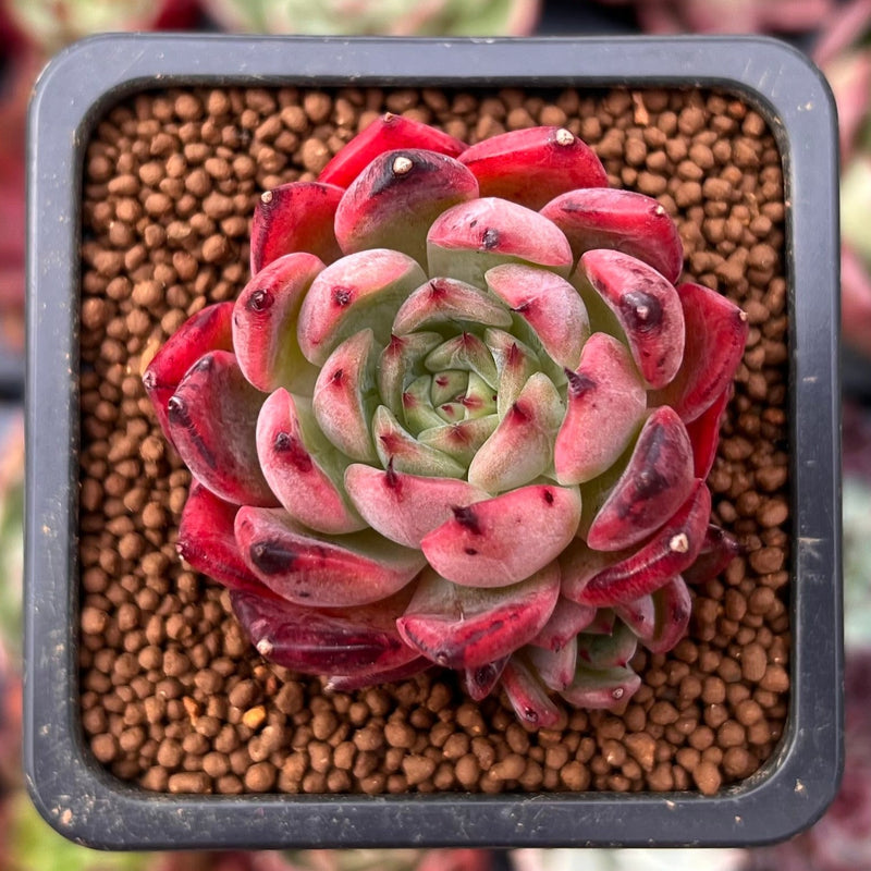 Echeveria 'Nomad' 1