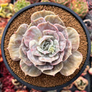 Echeveria 'Lilacina' Marble Variegated 4" Succulent Plant