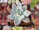 Echeveria 'Trumso' 2" Succulent Plant