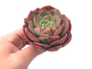 Echeveria ‘Patrisia’ 4” Rare Succulent Plant