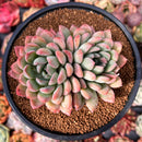 Echeveria 'King Midas' 3"-4" Succulent Plant