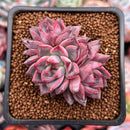 Echeveria 'Black Swan' 1"-2" Cluster Succulent Plant