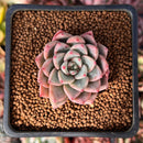Echeveria 'Blood Spirit' 1" Succulent Plant